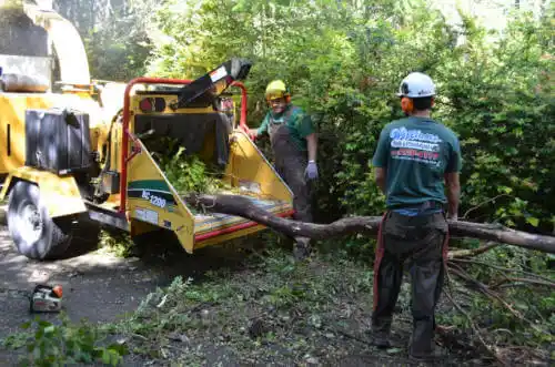 tree services Hawkeye